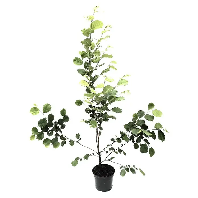 Haselnussstrauch Hallesche RiesenCorylus avellana 'Hallesche Riesennuss', Erntezeit: September - Der Zwerg-Haselnussbaum 'Twister' im Topf: Eine charmante und dekorative Pflanze für Haus und Garten, die mit ihren gedrehten Zweigen begeistert.