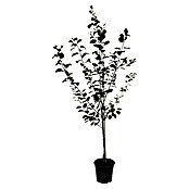 Pflaumenbaum Trailblazer (Prunus cerasifera, Erntezeit: BAUHAUS September) 