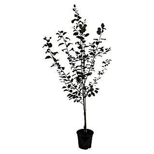 Pflaumenbaum Trailblazer (Prunus cerasifera, Erntezeit: September)