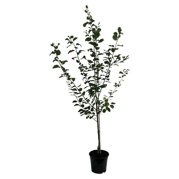 Pflaumenbaum Trailblazer - Prunus cerasifera, Erntezeit: September - Ein junger Zierbaum in einem schwarzen Topf, ideal zur Dekoration von Innenräumen und Außenbereichen, mit kompakten grünen Blättern.