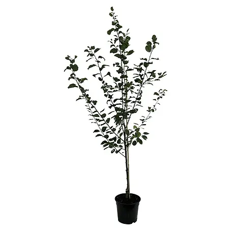 Pflaumenbaum Trailblazer