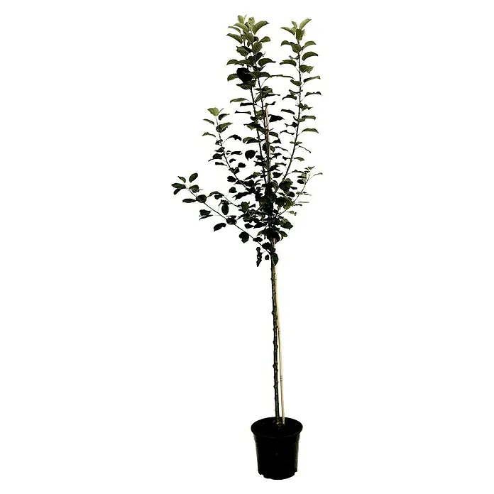 Apfelbaum Elstar - Malus domestica 'Elstar', Halbstamm, 10 l, Erntezeit: September - Ein schlanker Baum im Topf, mit dichtem grünen Laub und einem geraden Stamm, ideal für Innenräume.