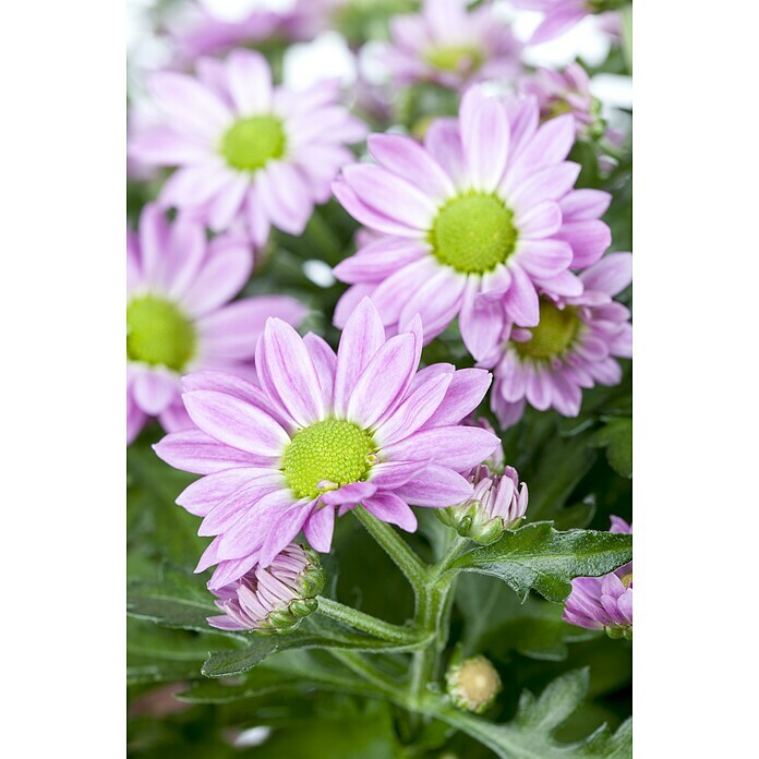 Piardino Herbst-Chrysantheme (Chrysanthemum indicum, Rosa) | BAUHAUS