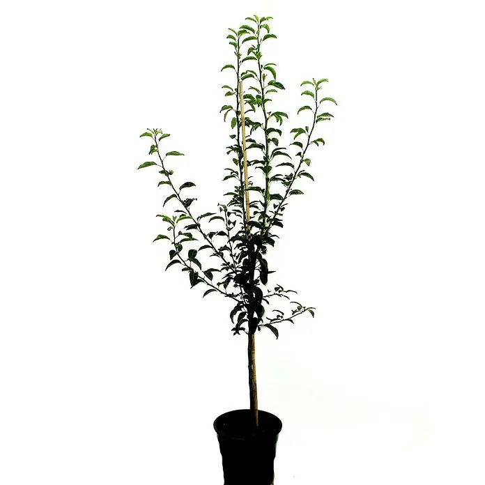Birnenbaum - Pyrus communis 'Conference', Erntezeit: September - Ein junger Baum mit grünen Blättern, der in einem schwarzen Topf steht und an einem Stab befestigt ist, um beim Wachsen zu helfen.