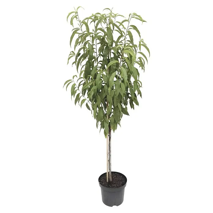 Pfirsich Kernechter vom Vorgebirge - Prunus persica, Erntezeit: September - Eine detailreiche Aufnahme eines Zierbaums in einem Topf, dessen grüne Blätter dicht und üppig sind.