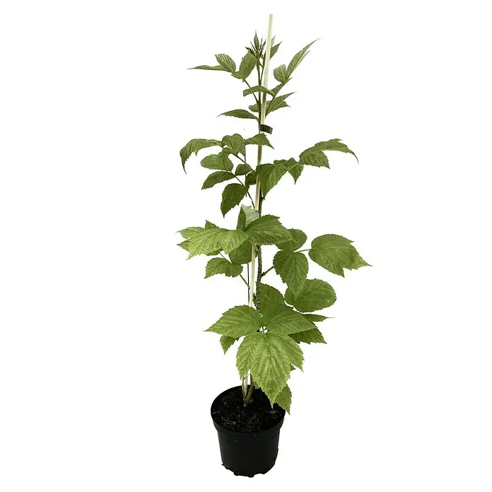 Himbeere Meeker - Rubus idaeus, Erntezeit: Juli - Junger Himbeerstrauch im Topf, an einem Stab befestigt, mit grünen Blättern. Ideal für den Garten oder Balkon.