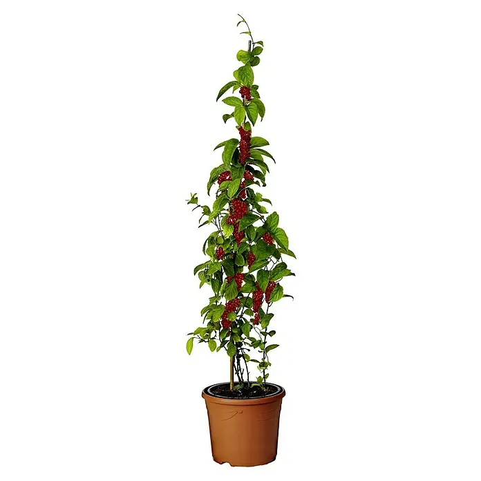 Chinesisches Spaltkörbchen - Schisandra chinensis, Weiß - Zimmerpflanze mit roten Beeren in einem Terrakottatopf. Die Pflanze hat viele grüne Blätter und ist aufrecht wachsend.
