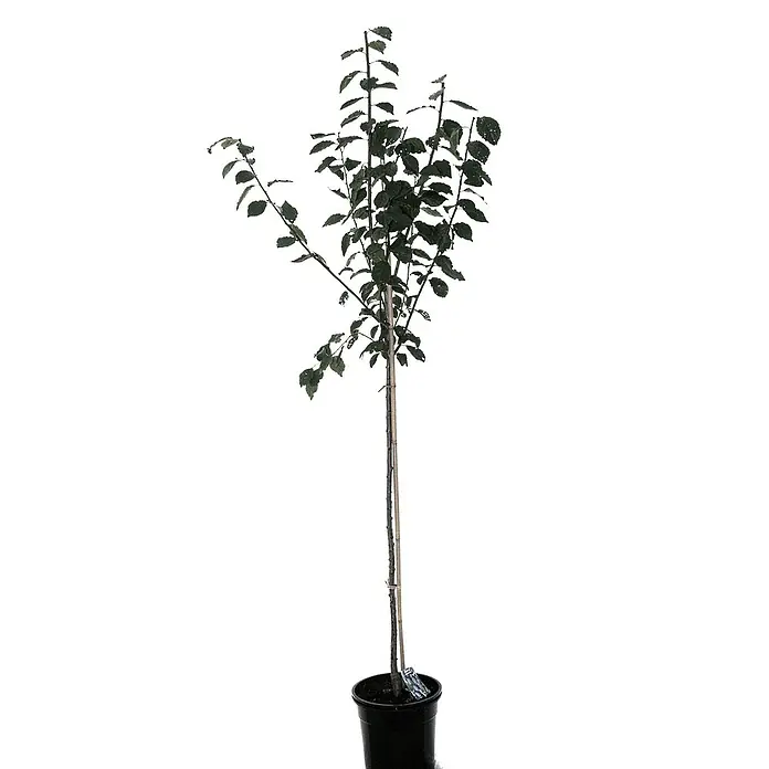Pflaumenbaum Hauszwetsche - Prunus 'Hauszwetsche', Erntezeit: September - Ein junger Zierbaum in einem schwarzen Topf. Der schlanke Baum hat grüne Blätter und wird von einem Stock gestützt.