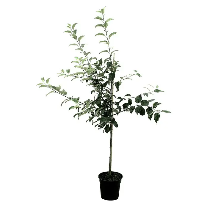 Apfelbaum - Malus domestica 'Idared', Erntezeit: Oktober - Ein junger Baum im Topf, ideal für Garten oder Terrasse. Perfekt für kleine Gärten und Balkone und bringt ein Stück Natur direkt nach Hause.