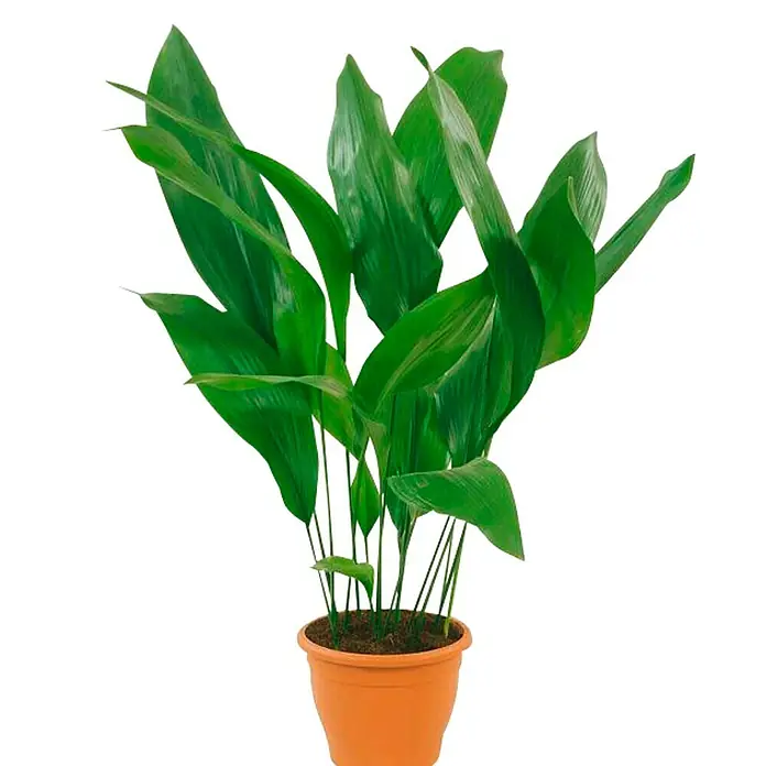 Aspidristra - Aspidistra Elatior, Tamaño de maceta: 10 cm - La imagen muestra una Aspidistra en una maceta de terracota, ideal para lugares sombríos y de fácil cuidado.
