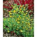 Coronilla 