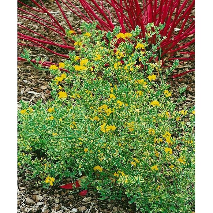 Coronilla (Coronilla Glauca, Tamaño de maceta: 5 cm) | BAUHAUS