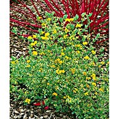 Coronilla (Coronilla Glauca, Tamaño de maceta: 5 cm) | BAUHAUS