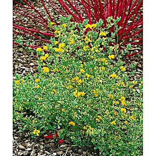 Coronilla (Coronilla Glauca, Tamaño de maceta: 5 cm)