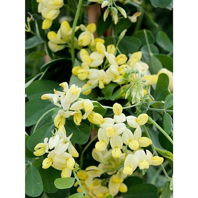 Coronilla (Coronilla Glauca, Tamaño de maceta: 5 cm) | BAUHAUS
