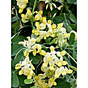 Coronilla (Coronilla Glauca, Tamaño de maceta: 5 cm) | BAUHAUS