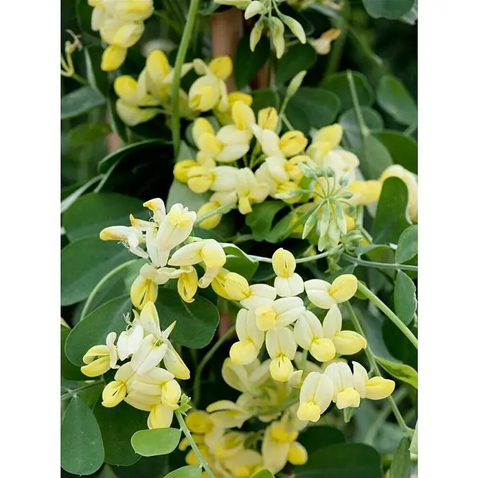 Coronilla - Coronilla Glauca, Tamaño de maceta: 5 cm - Un primer plano muestra las brillantes flores amarillas y el vibrante follaje verde de Coronilla valentina, ofreciendo un toque fresco de la naturaleza.