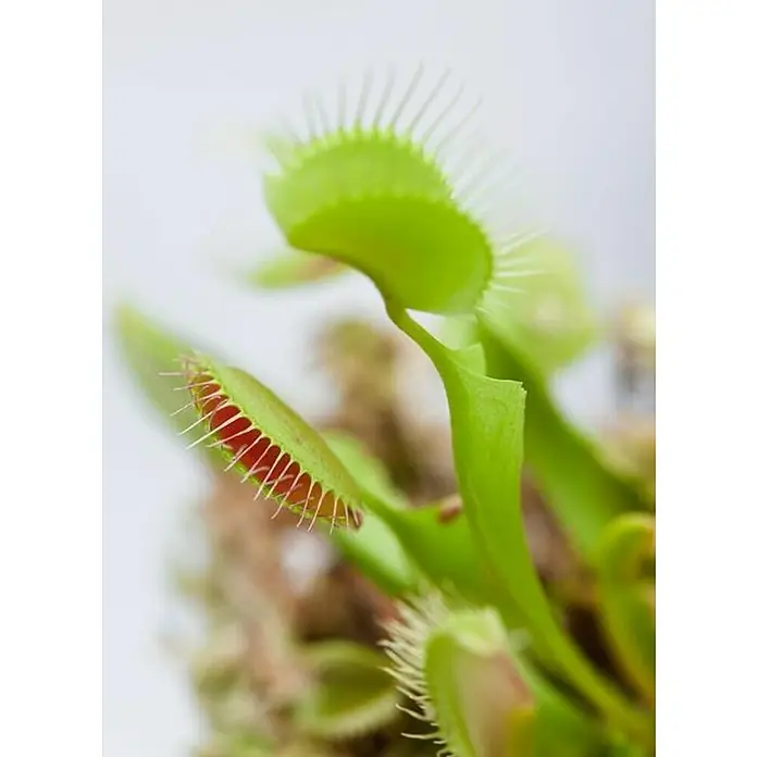 Planta carnívora - Dionaea muscipula, Tamaño de maceta: 8 cm - Primer plano de una Venus atrapamoscas con hojas verdes y dientes rojos, lista para atrapar a su presa.