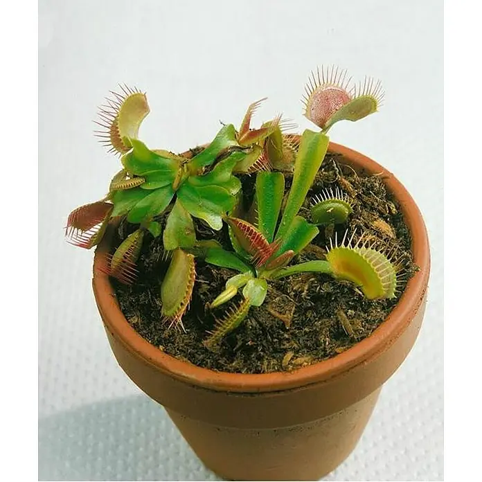 Planta carnívora - Dionaea muscipula, Tamaño de maceta: 8 cm - Una planta carnívora en una maceta con hojas abiertas, lista para atrapar insectos.