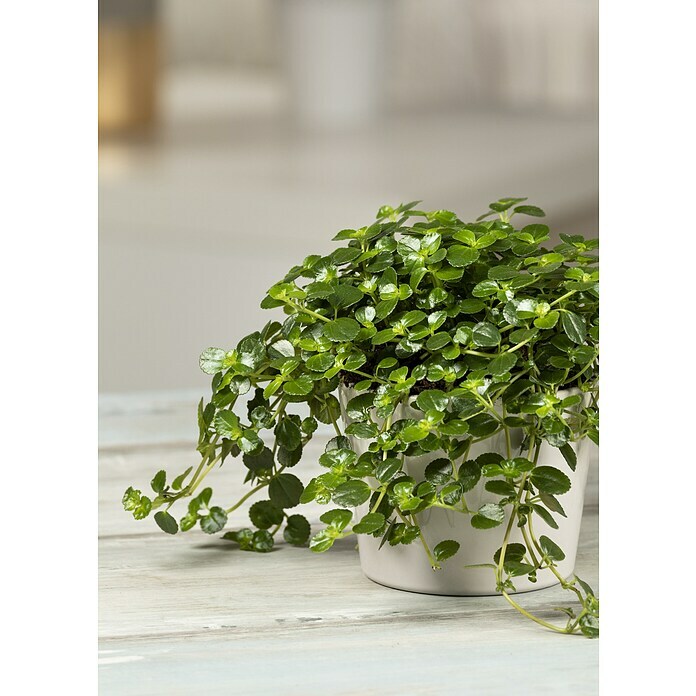 Pilea rotundifolia 15