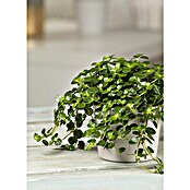 Pilea rotundifolia 15