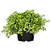 Pilea rotundifolia 15