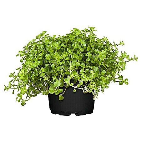 Piardino Zwergpfeffer (Pellaea rotundifolia, Topfgröße: 15 cm, Grün)