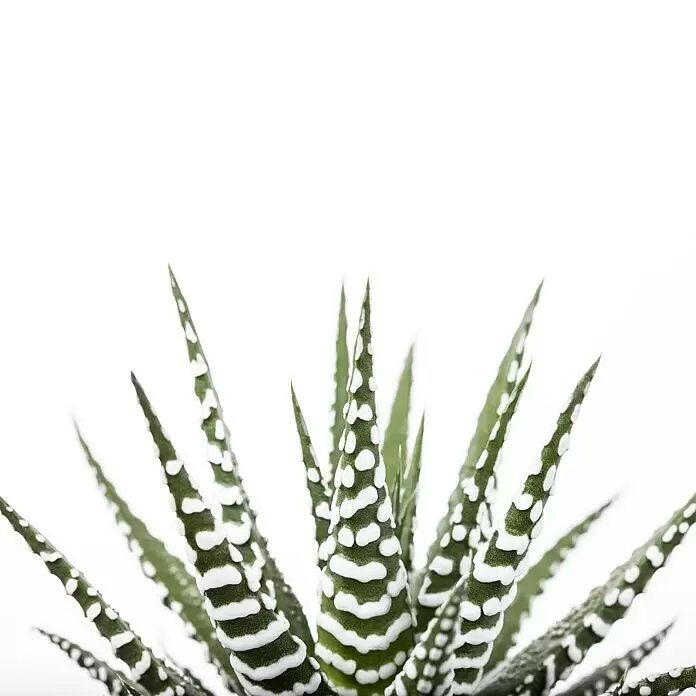 Piardino SukkulentenHaworthia fasciata 'Concolor', Topfgröße: 9 cm