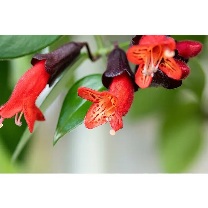 Piardino SchamblumeAeschynanthus in verschiedenen Sorten, Topfgröße: 15 cm - Nahaufnahme von roten und orangefarbenen Lippenstiftblumen mit schwarzen Kelchblättern und grünen Blättern.