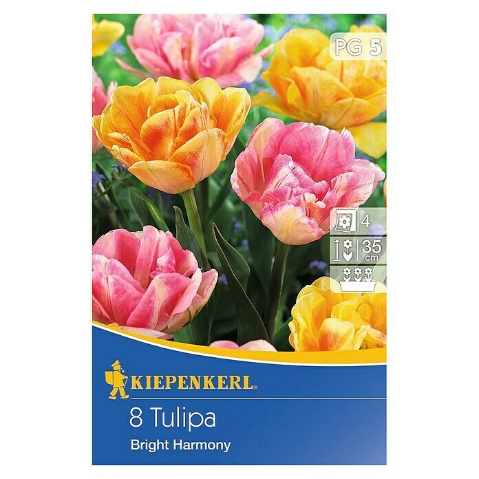 Kiepenkerl FrühlingsblumenzwiebelnTulipa x Hybride, 8 Stk. Front View