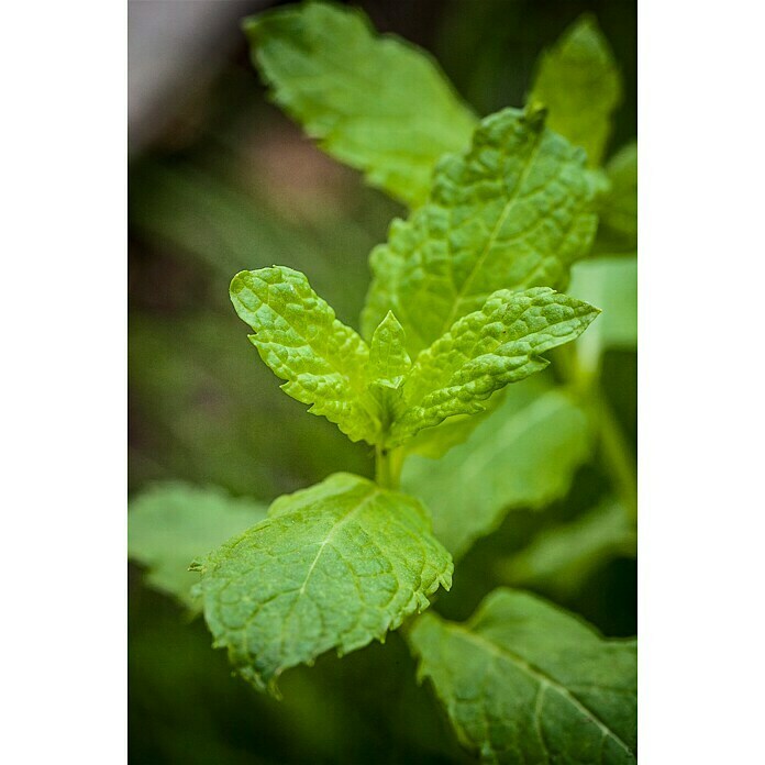 Piardino Pfefferminze (Mentha x piperita, Topfgröße: 12 cm)