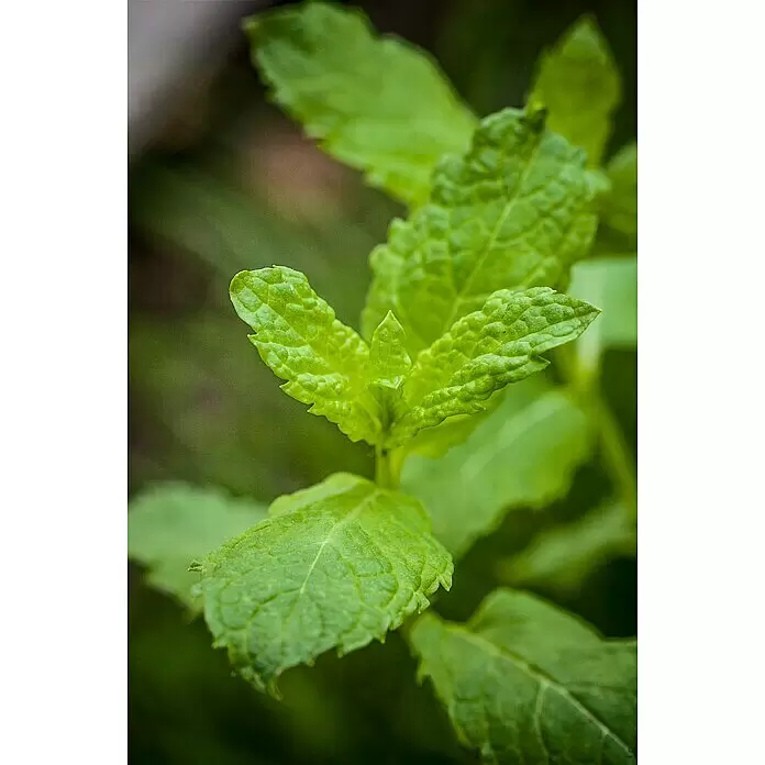 Piardino Pfefferminze - Mentha x piperita - Detailaufnahme