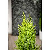 Cupressus macrocarpa14