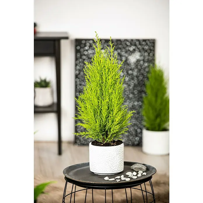 Piardino ZimmerzypresseCupressus macrocarpa, Topfgröße: 14 cm - Ein frischer, grüner Zitronenzypressenbaum im Topf, der auf einem modernen Tisch steht. Dekorativ und natürlich.