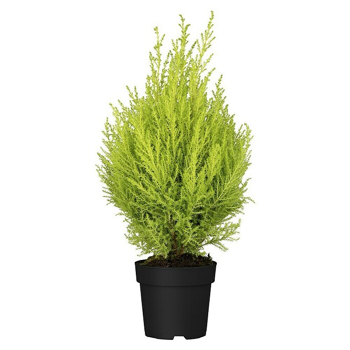 Cupressus macrocarpa14
