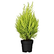 Cupressus macrocarpa14