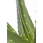 Aloe vera 14