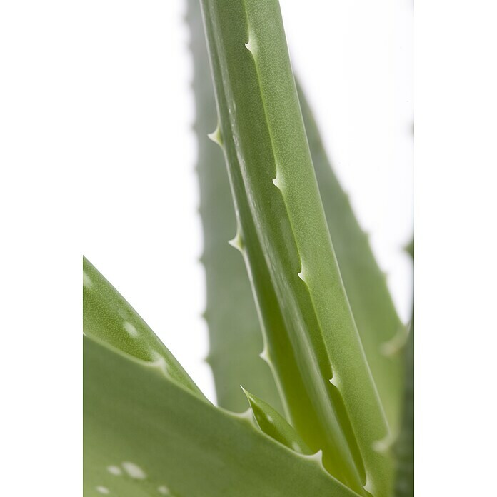 Piardino Aloe veraAloe vera, Topfgröße: 14 cm Detail Shot