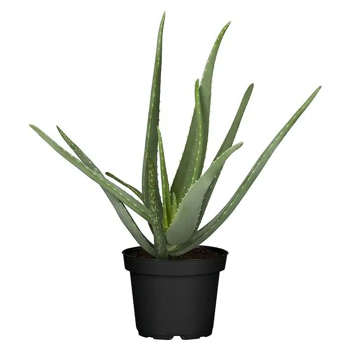 Piardino loe (Aloe vera, Tamao de maceta: 14 cm) | BAUHAUS