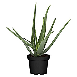 Piardino Aloe (Aloe Vera, Tamaño de maceta: 11 cm)