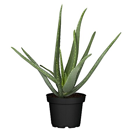 Piardino Aloe (Aloe Vera, Tamaño de maceta: 11 cm)