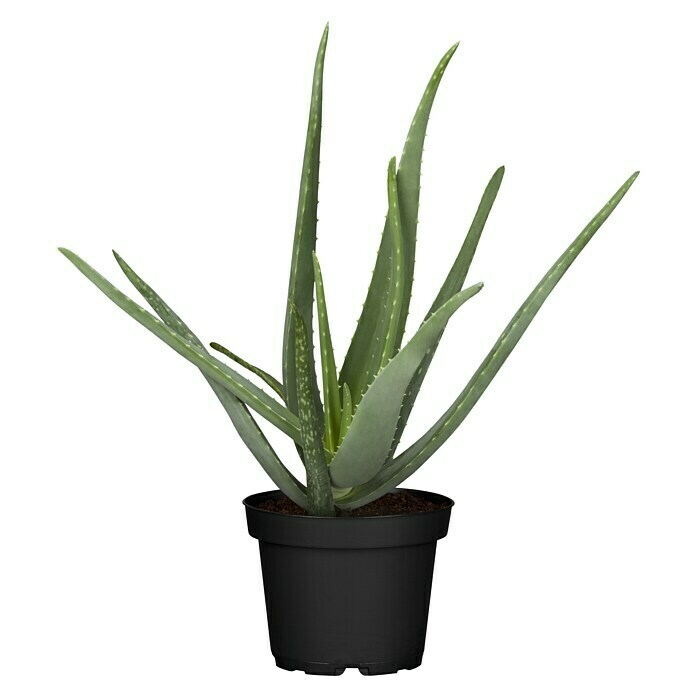 Piardino Aloe veraAloe vera, Topfgröße: 14 cm Front View