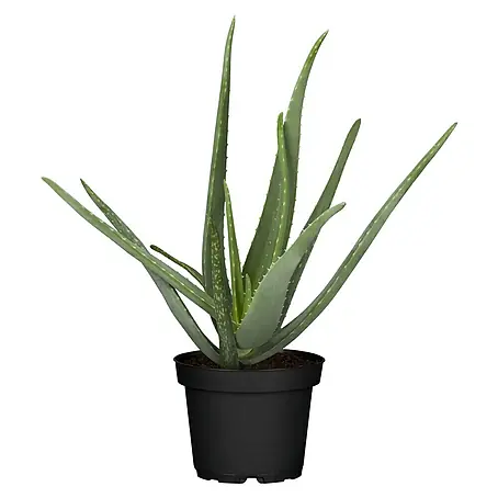 Piardino  Aloe