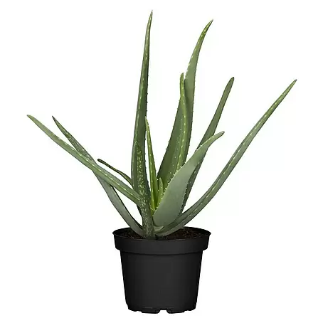 Piardino  Aloe vera