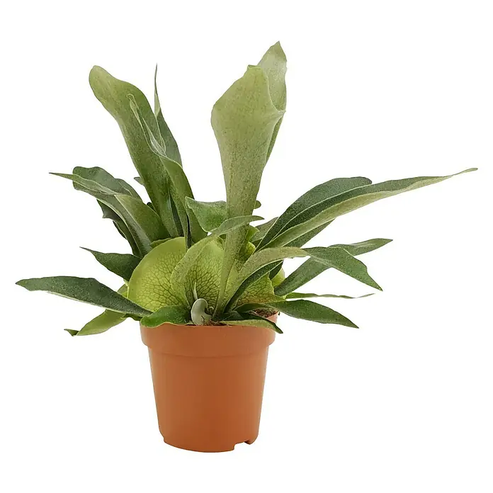 Piardino Geweihfarn - Platycerium bifurcatum, Topfgröße: 12 cm - Dieser Topf enthält einen attraktiven Korbfarn. Die markanten grünen Blätter sind ein Blickfang in jedem Raum und bringen einen Hauch Natur.
