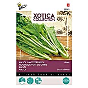 Buzzy Groentezaden Amsoi/Mosterdkool Green (Brassica juncea, Oogsttijd: Juni) | BAUHAUS
