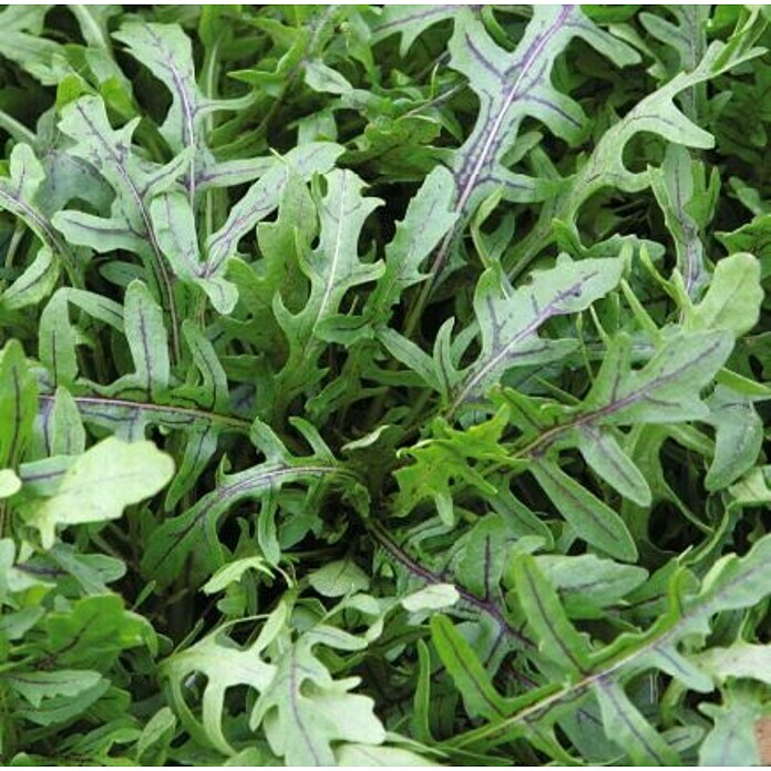 Oranjeband Groentezaden Rucola Dragons Tongue (Diplotaxis tenuifolia, Zaaitijd: April, Oogsttijd: Mei, 0,15 g) | BAUHAUS