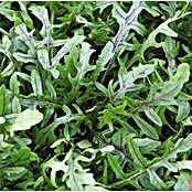 Oranjeband Groentezaden Rucola Dragons Tongue (Diplotaxis tenuifolia, Zaaitijd: April, Oogsttijd: Mei, 0,15 g) | BAUHAUS