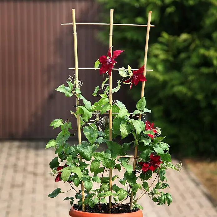 Floraworld Pflanzgitter - 43,5 x 110 cm, Holz - Nahaufnahme einer Clematis-Pflanze mit tiefroten Blüten, die an einem hölzernen Spalier in einem Topf befestigt ist.
