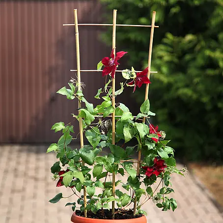Floraworld Rankhilfe Bambus - 32 x 75 cm, Holz, Natur online kaufen bei  BAUHAUS